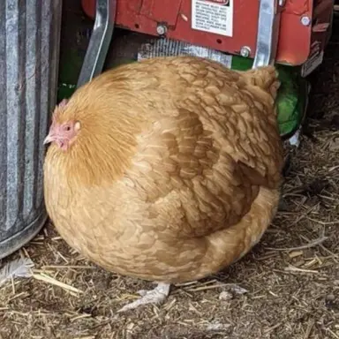 Profile image of 셰들레츠키