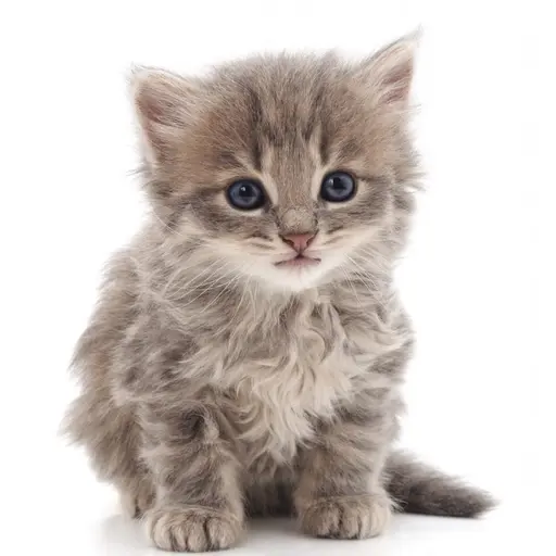 INE_LOVE의 나의 작고 귀여운 아기 고양이