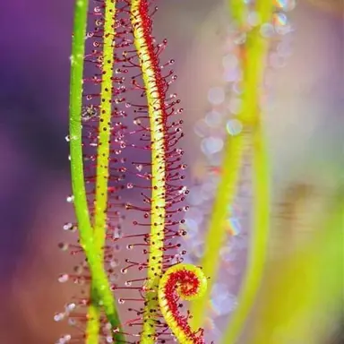 Profile image of 끈끈이주걱