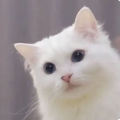 Profile image of 라라
