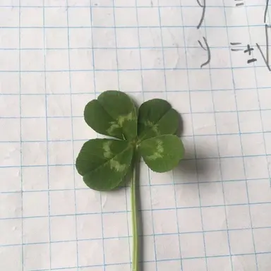 Profile image of 공룡