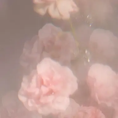 Profile image of さくや