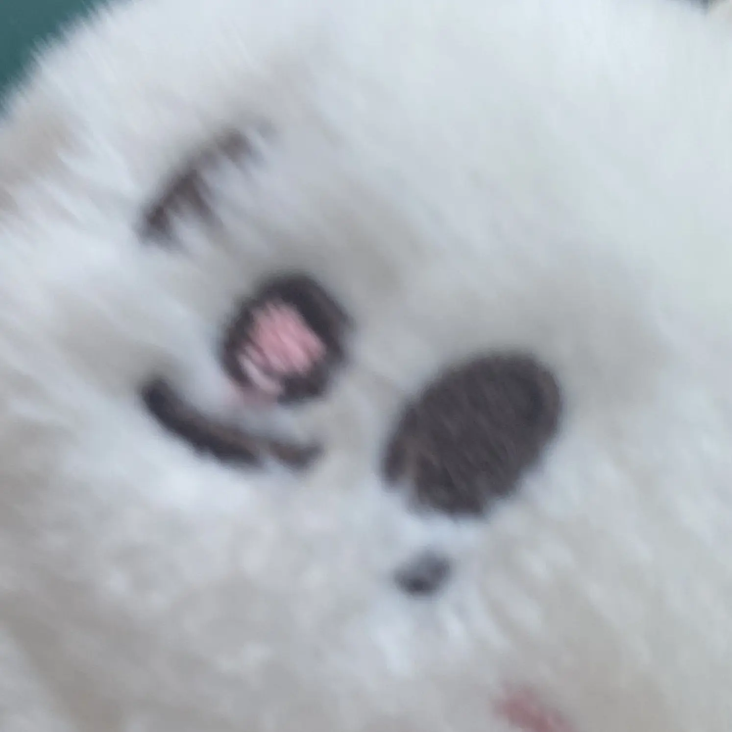 Ga-gwan-ping의 황현진