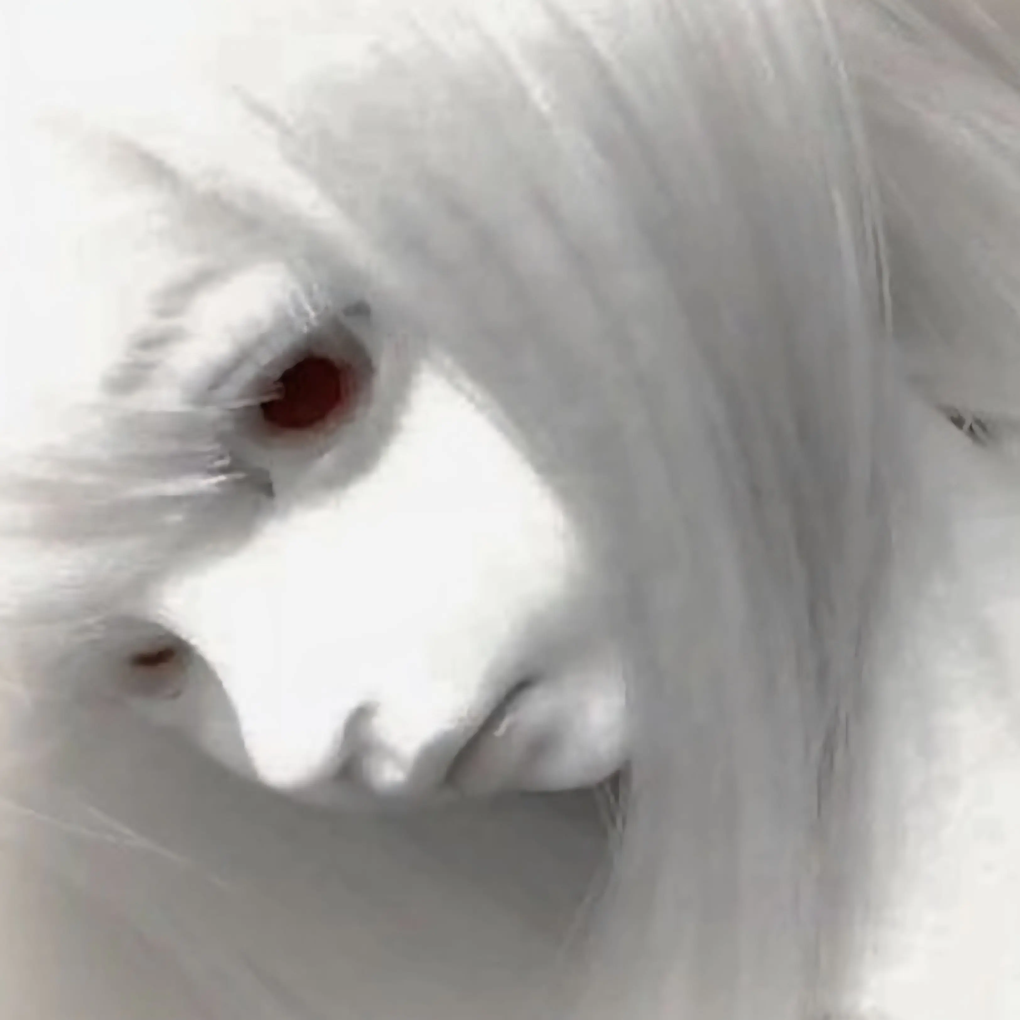 TeioLover의 Shiro