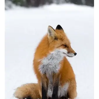 Profile image of 여우