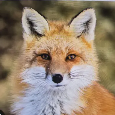 Profile image of 여우
