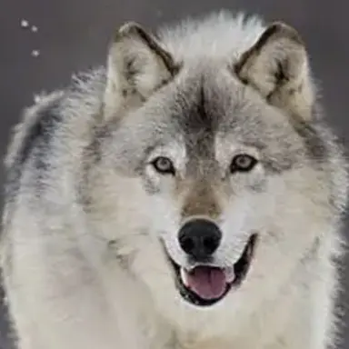 Profile image of 늑대