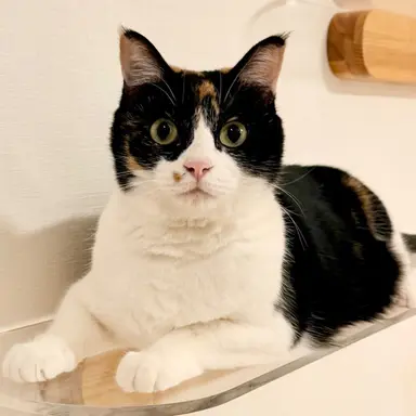 Profile image of シャチ