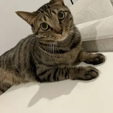 Profile image of ツナ