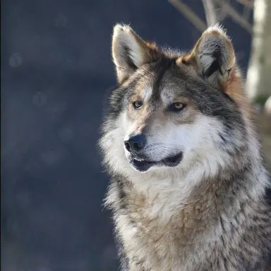 Profile image of 늑대 ㅅㄲ