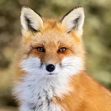 Profile image of 여우