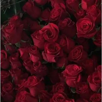 Profile image of 서라더