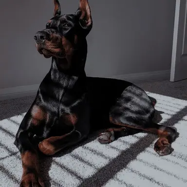 Profile image of Duke