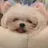 말티즈