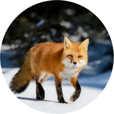 Profile image of 여우