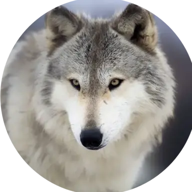 Profile image of 늑대