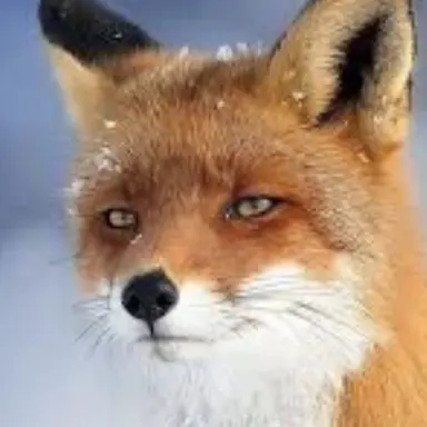 Profile image of 여우