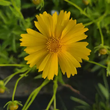 Profile image of 각별