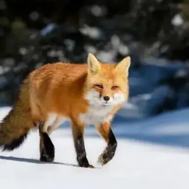 Profile image of 여우