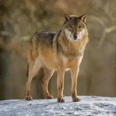 Profile image of 늑대