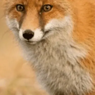 Profile image of 여우