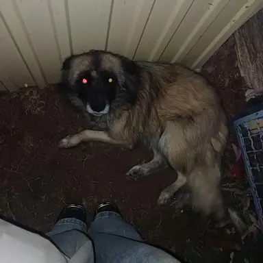 Profile image of Milo