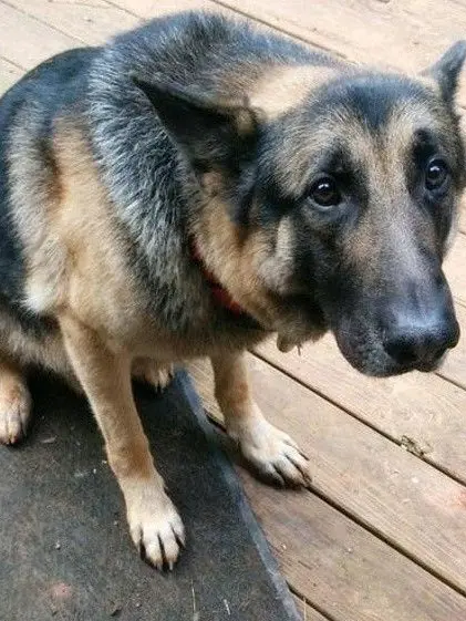 sumthin의 🐶 || Abandoned dog