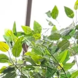 Profile image of 박지원