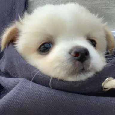 Profile image of 료