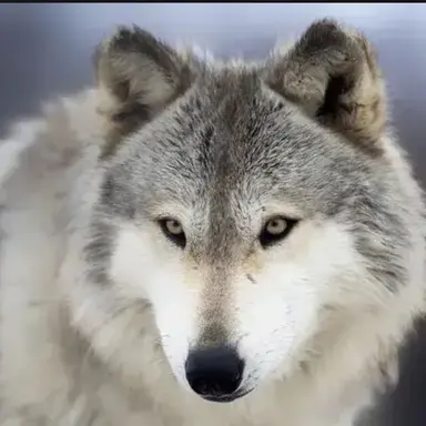 Profile image of 늑대