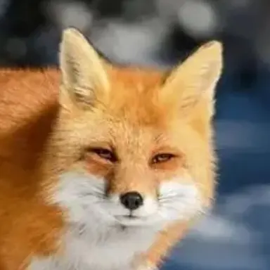 Profile image of 여우