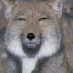 Profile image of 여우