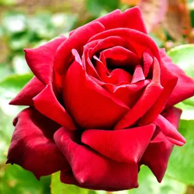 Profile image of 아서
