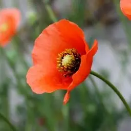 Profile image of 펠릭스