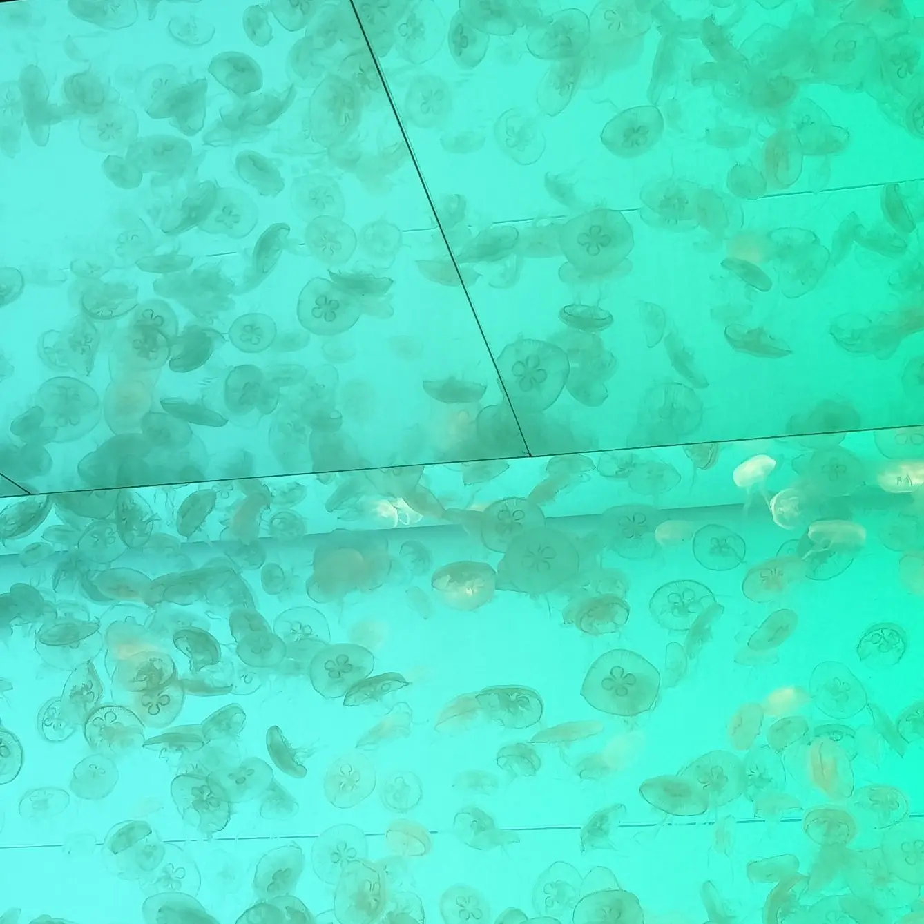 jellyfish.397.의 カフェ