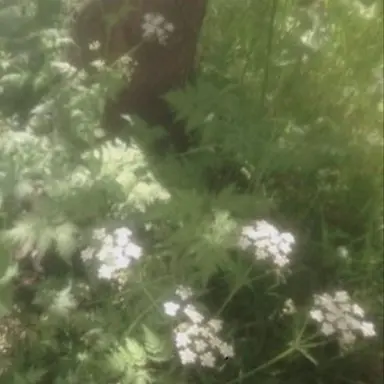 Profile image of 공룡