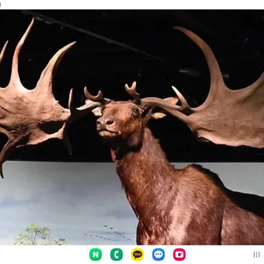 Profile image of 메갈로케로스