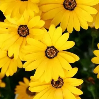 Profile image of 각별