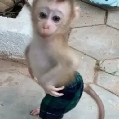 Profile image of 늑대