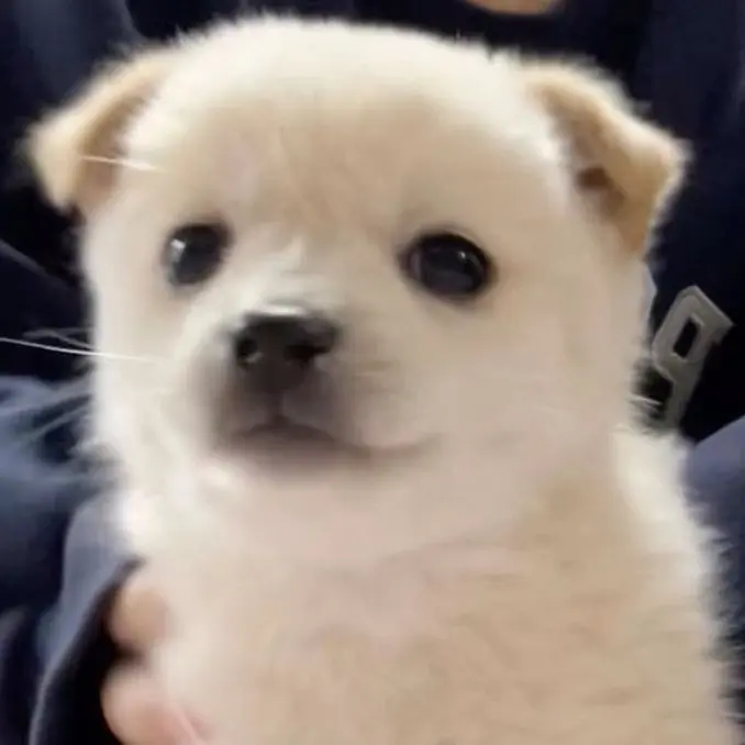 Puppy1089의 🐱×🐶