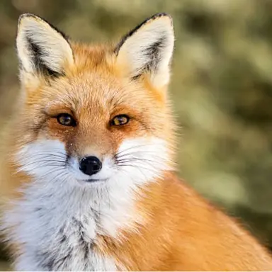Profile image of Fox