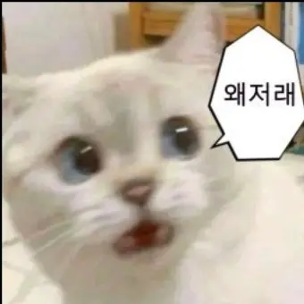 pongpong923의 고양이