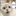 고양이
