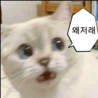 고양이