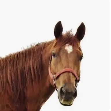 Profile image of 장 키르슈타인