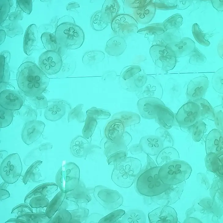 jellyfish.397.의 ^^