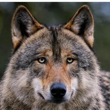 Profile image of 늑대