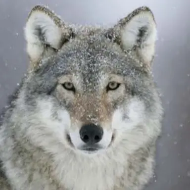 Profile image of 늑대