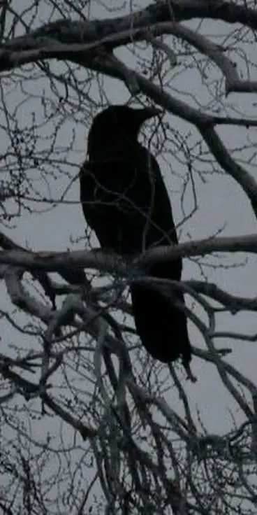 NarrowXerus6375의 Create Your Own Story