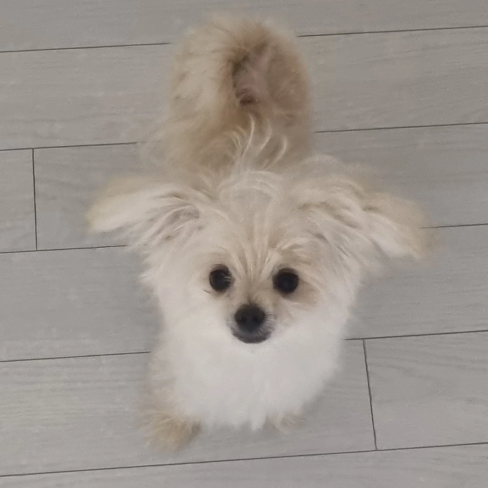 라꼬미